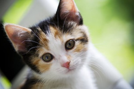 http://blog.nuvet.com/wp-content/uploads/2015/03/NuVet-Labs-5-Cat-Myths-Revealed-450x300_c1.jpg
