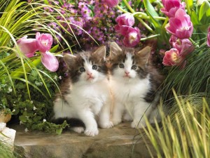 kittens-in-spring-1024x768