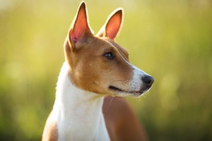 Photographed closeup muzzle red dog