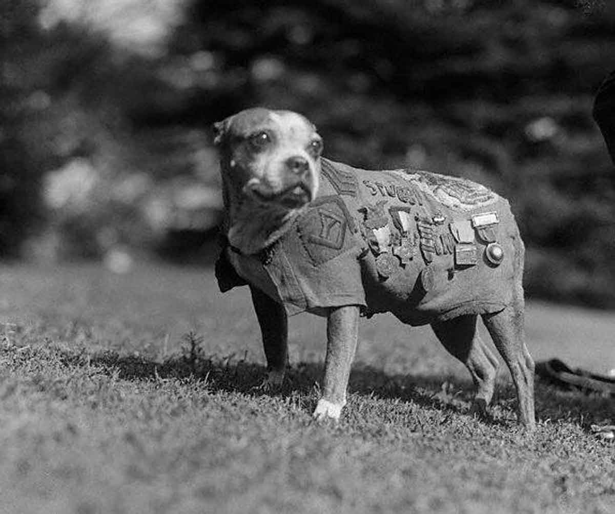 Sergeant-Stubby
