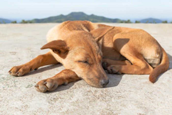 Dogs-Circle-to-Lie-Down nuvet labs pet health tips and advices