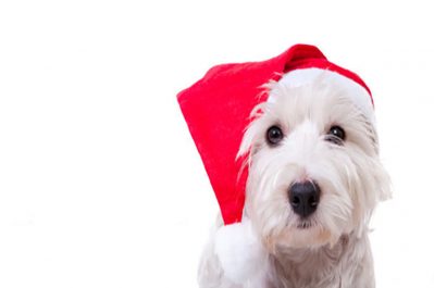 holiday-safety-tips-for-pets nuvet labs pet health tips and advices