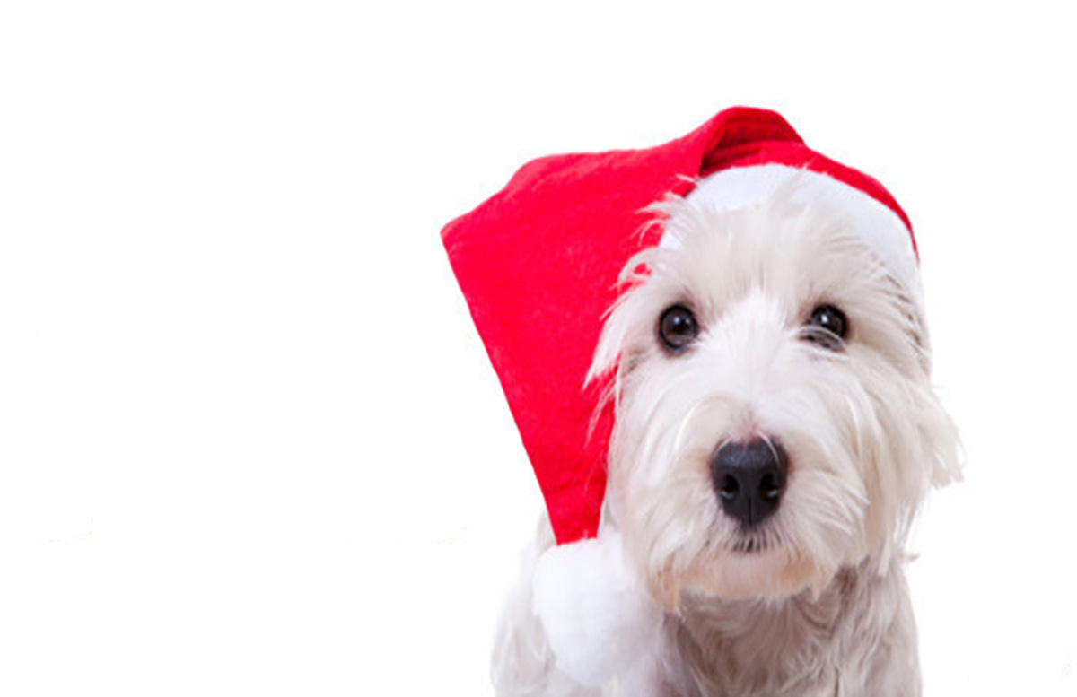 holiday-safety-tips-for-pets nuvet labs pet health tips and advices