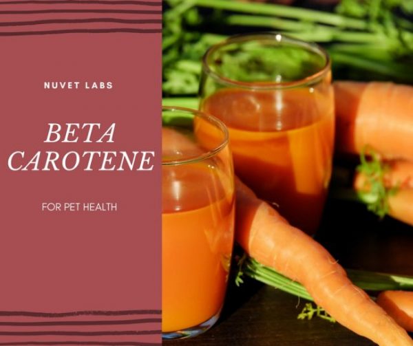 beta carotene, nuvet ingredients
