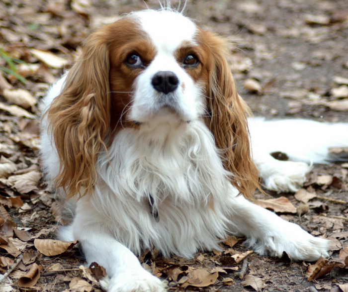 dogs joints, fall nuvet labs dog health tips and advices