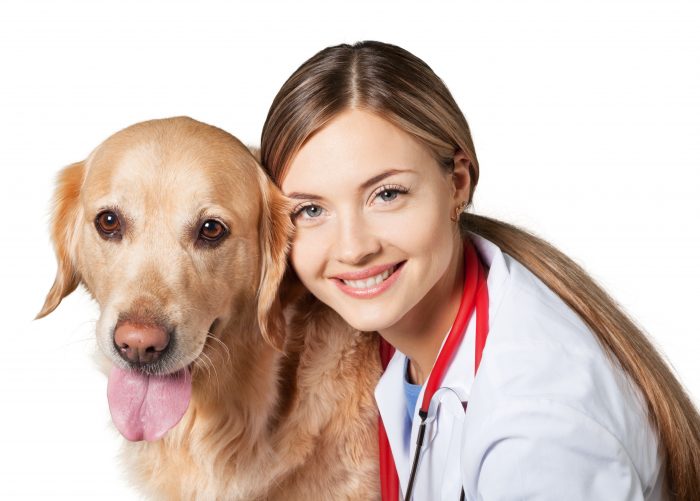 vet care nuvet labs dog health tips and advices