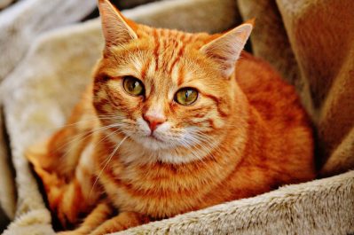 cat nuvet labs cat health tips and advices