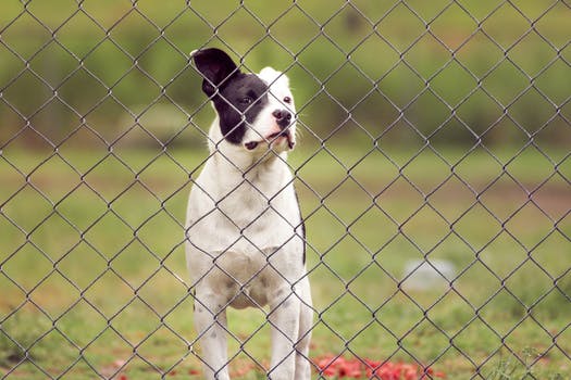 invisible fence nuvet labs dog health tips and advices