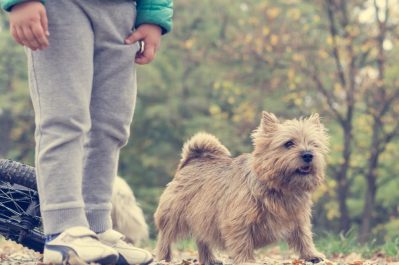 pet owner basics, human and dog nuvet labs dog tips