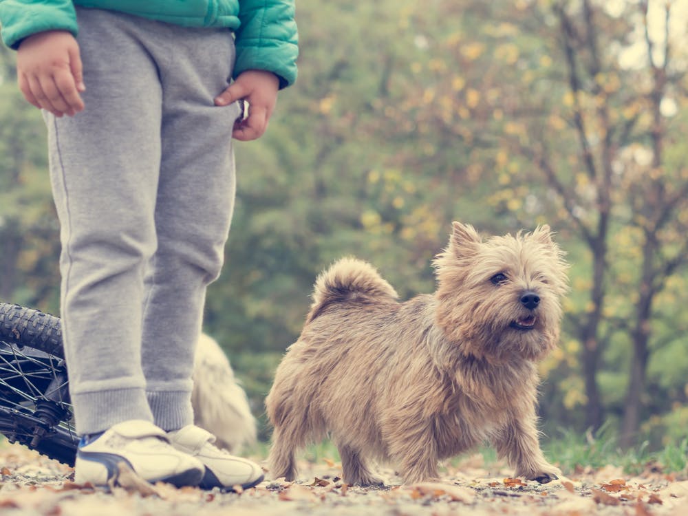 pet owner basics, human and dog