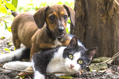 nutritional needs, dog, cat nuvet labs dog tips