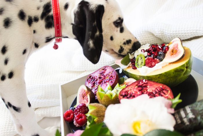 food, pet food, dog nuvet labs dog health tips