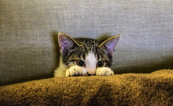 cat, kitten, anxiety, anxious nuvet labs cat tips