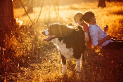 dog breed for kids nuvet labs dog tips