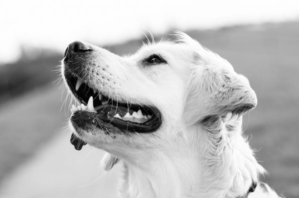 dog, canine, dental health, dental hygiene