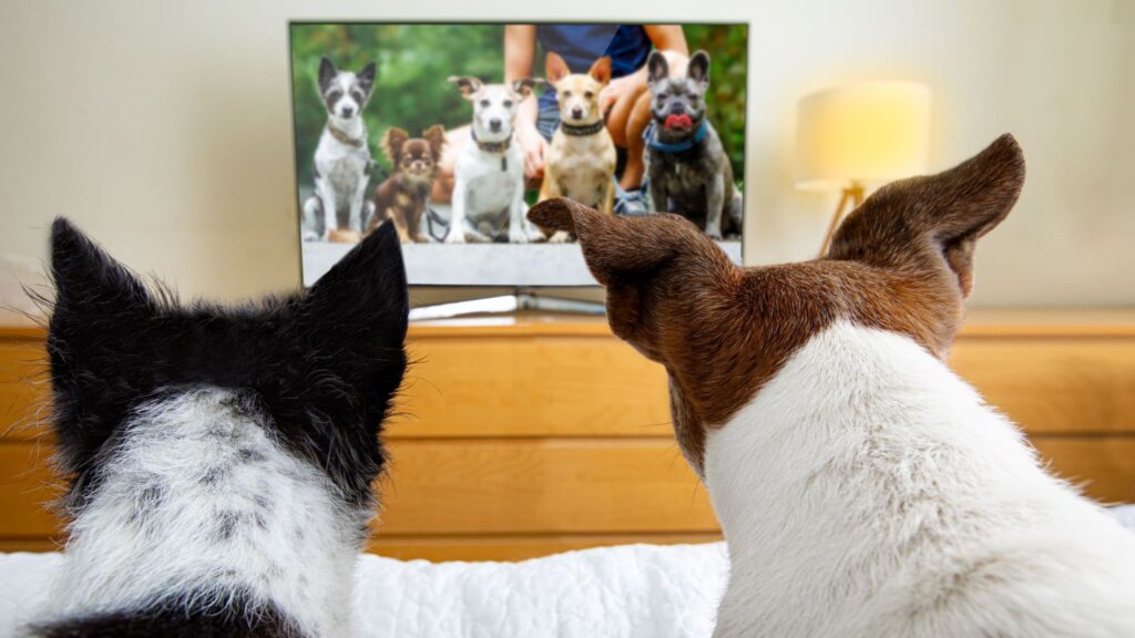 Enrichment activity example: Two dogs watching pet tv