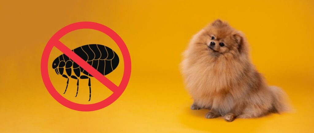 Yellow background, Pomeranian puppy, and a flea symbol